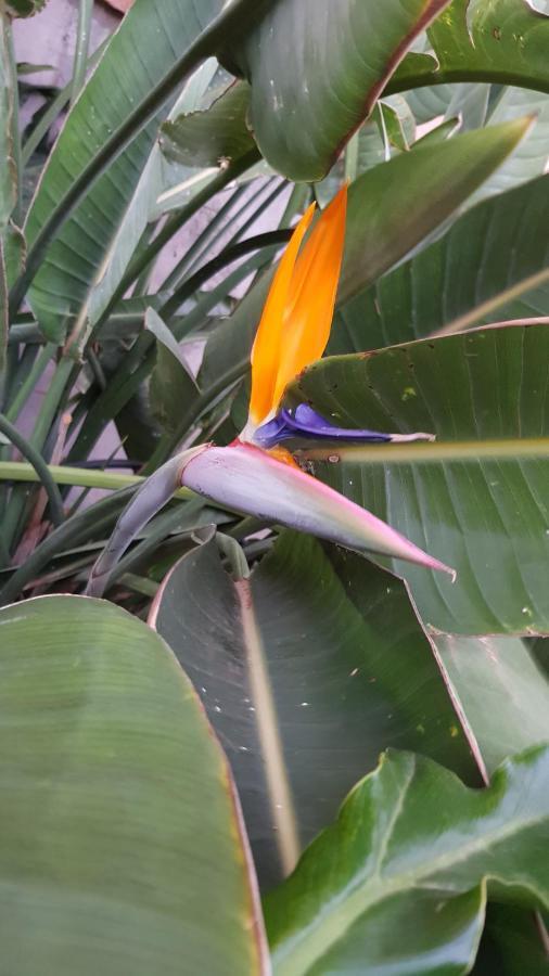Strelitzia Park Aparthotel San Miguel de Abona Bagian luar foto