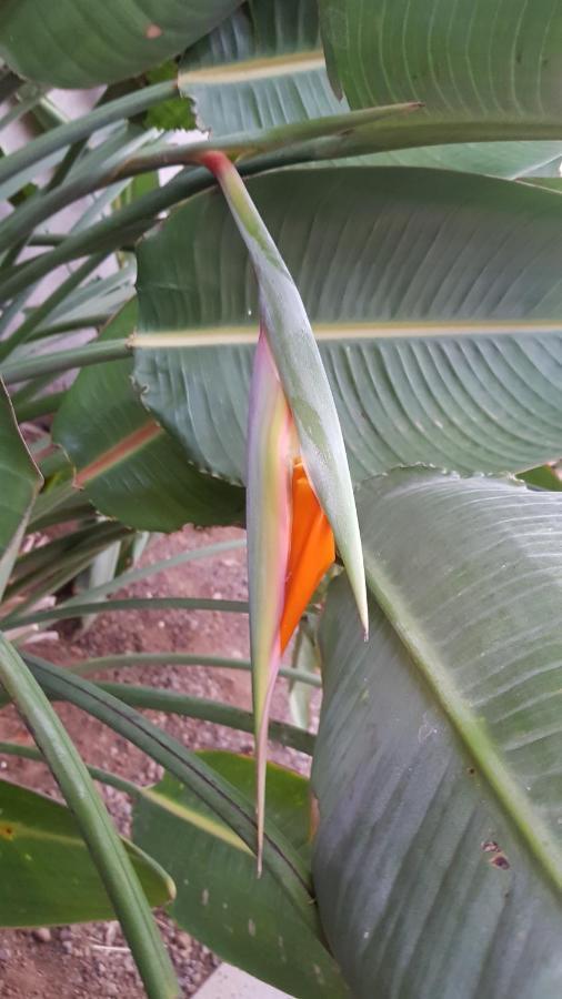 Strelitzia Park Aparthotel San Miguel de Abona Bagian luar foto