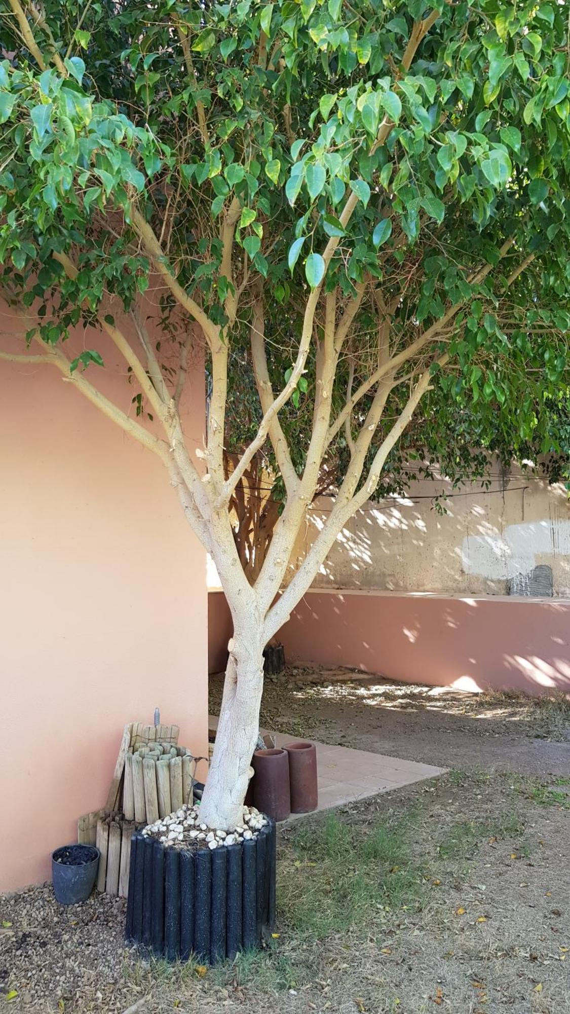 Strelitzia Park Aparthotel San Miguel de Abona Ruang foto
